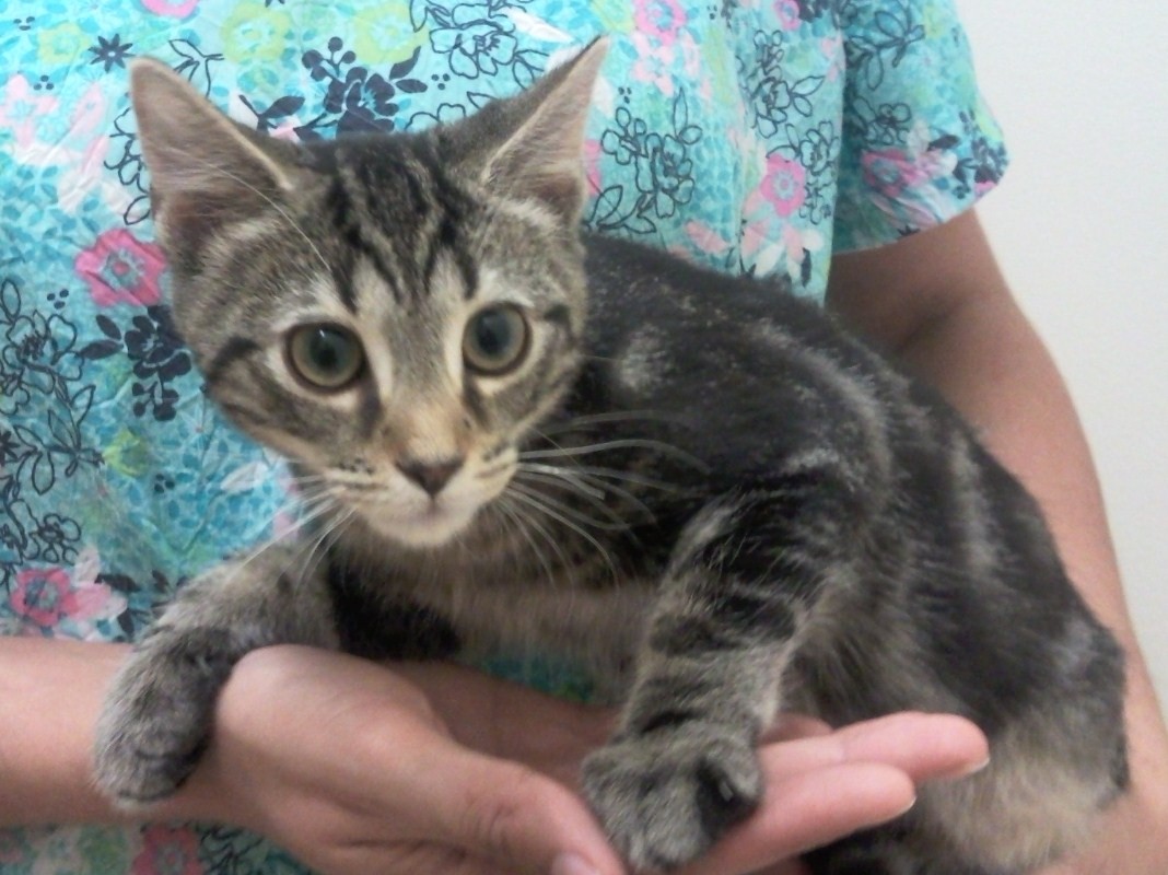 Online Pet Pharmacy Guardian Animal Medical Center Flatwoods, KY