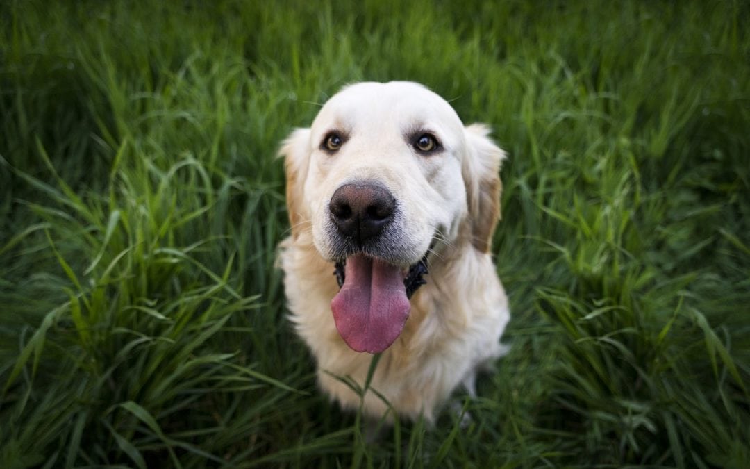 What Causes Pet Allergies?​​​​​​​