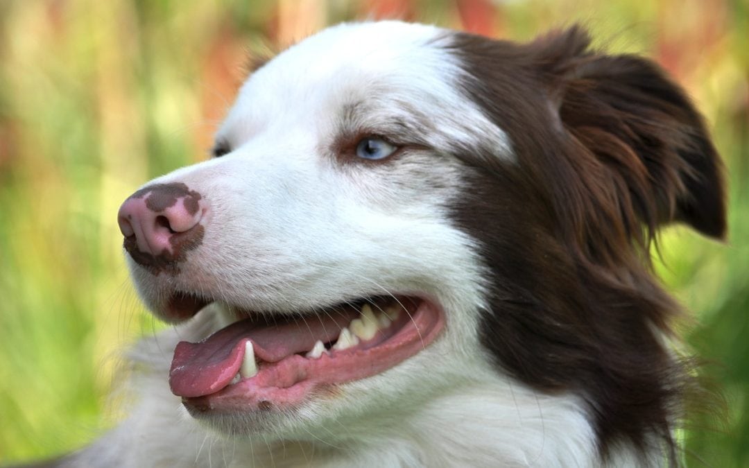 What are the Best Ways to Keep my Dog’s Teeth Healthy?