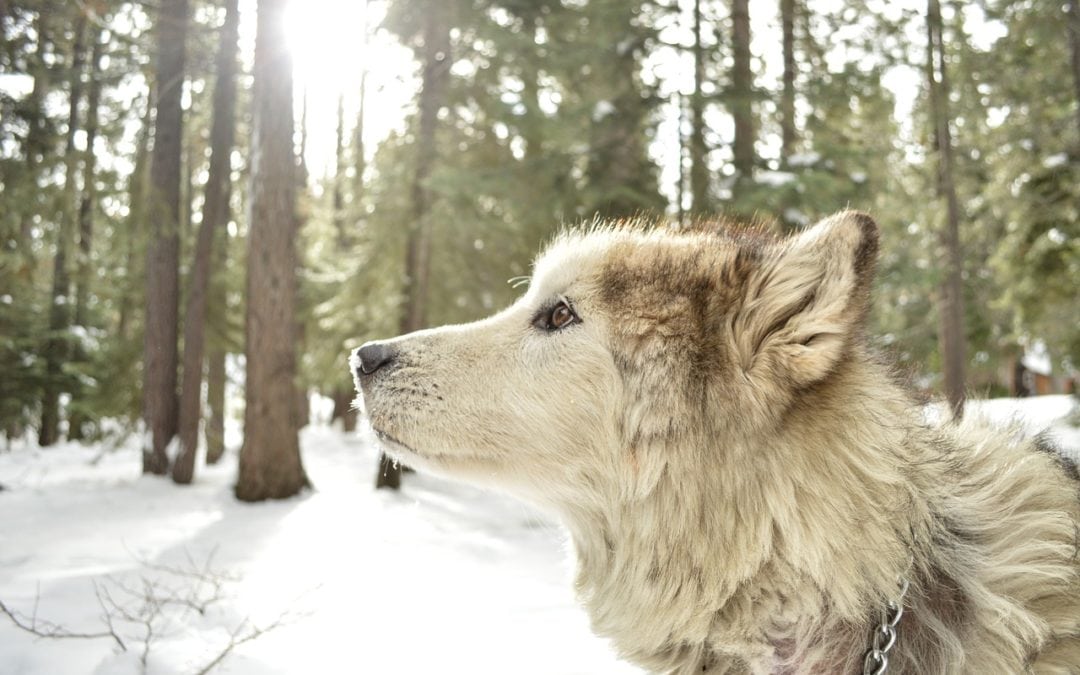 Dog Breeds that Prefer the Winter​​​​​​​