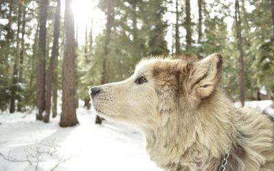 Dog Breeds that Prefer the Winter​​​​​​​