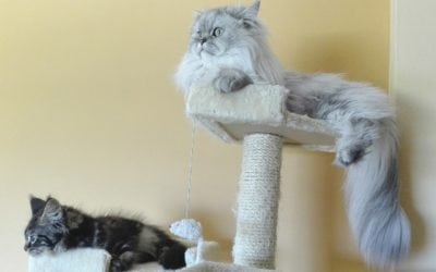 Why you Should Get your Cat a Scratching Post​​​​​​​