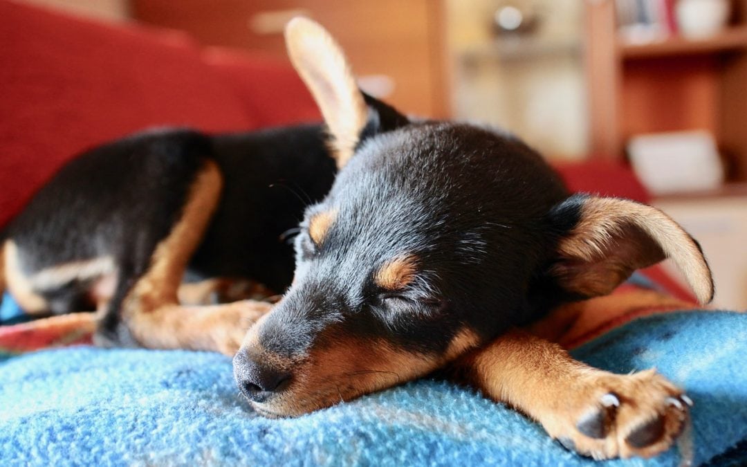 How Do I Know if My Dog is Ill?​​​​​​​