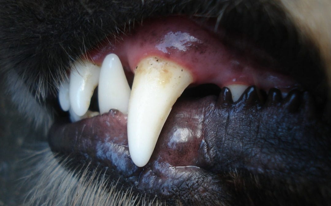 Dental Health Month Is Important For Your Pet