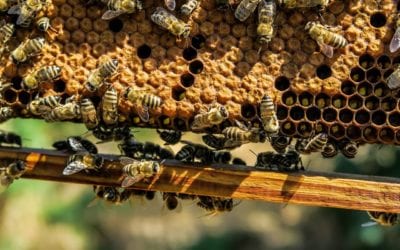 Bee Installation In Hive