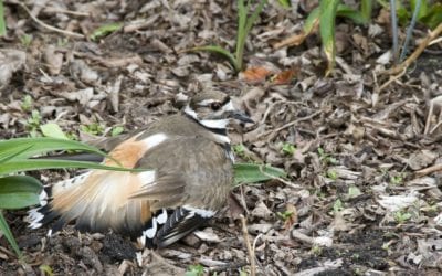 Killdeer