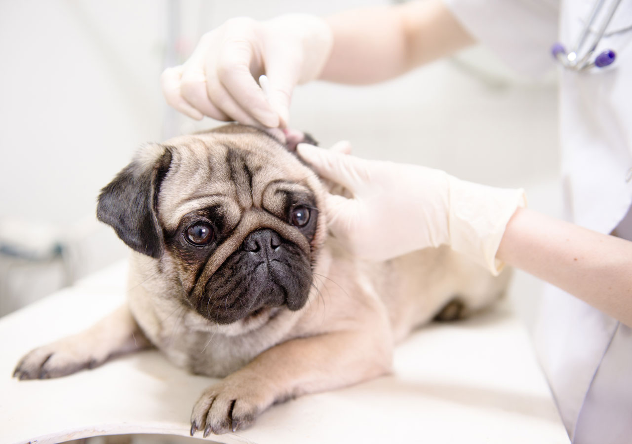 Vaccines Blog - Guardian Animal Medical Center - Dr. MJ Wixsom