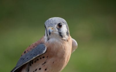 Desk Falcon