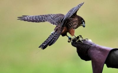 Falconry Training