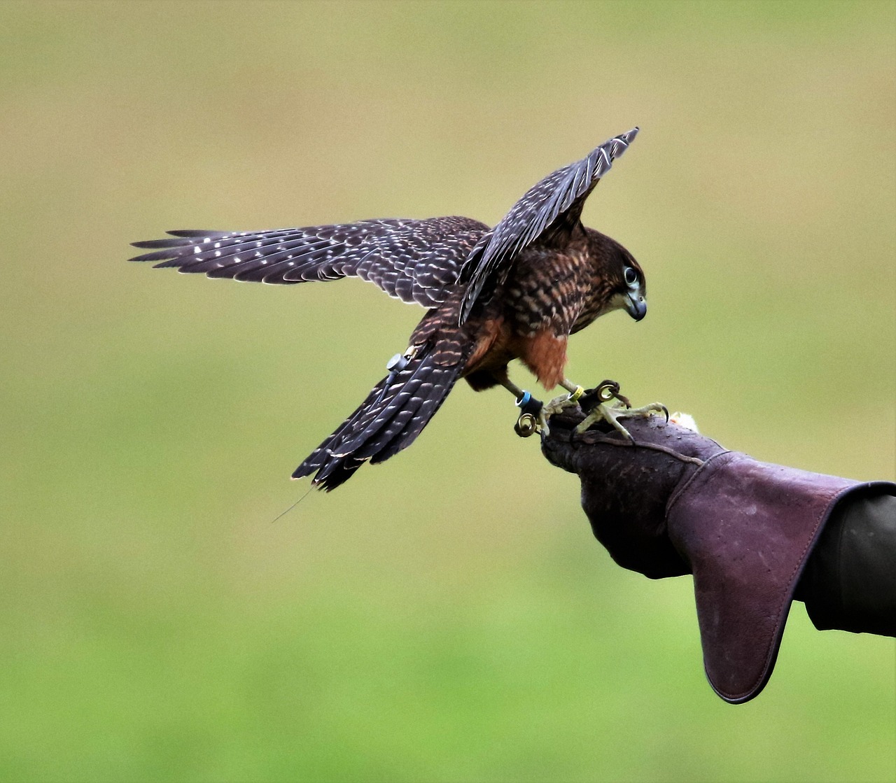 Falconry Leather Bird Lure With Creance 