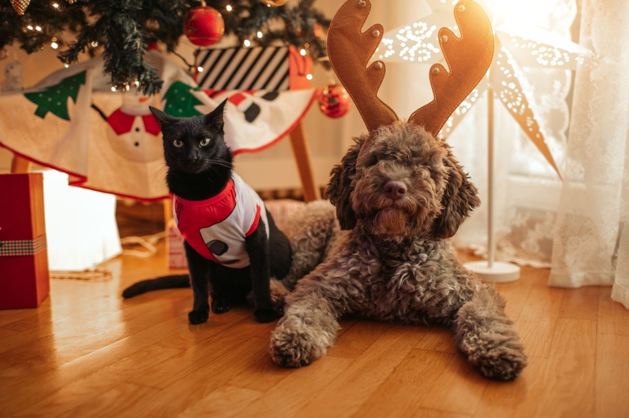 The Holidays Vet Style Guardian Animal Medical Center