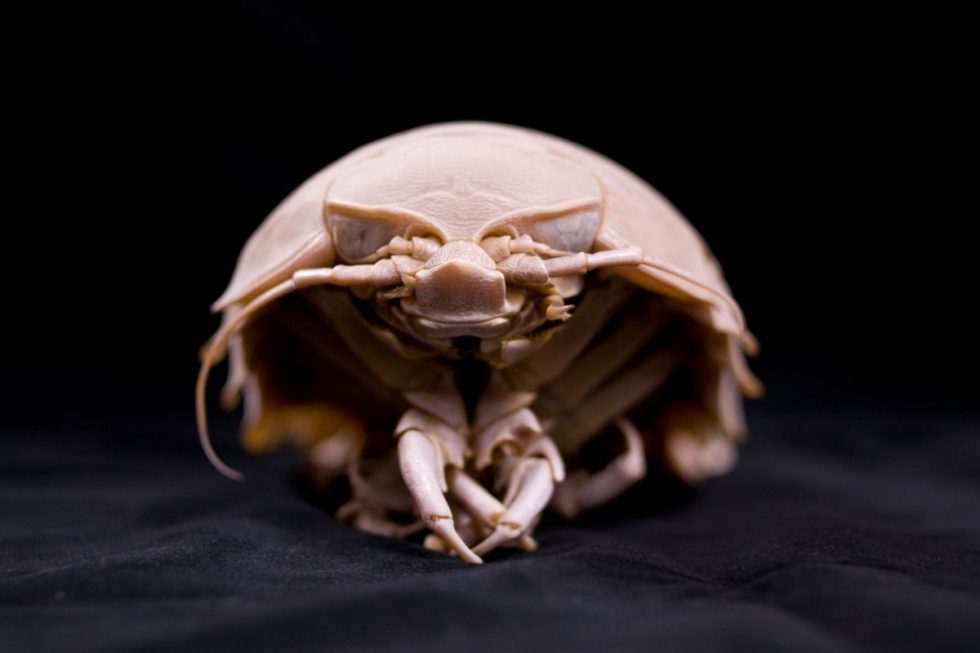 isopods plush