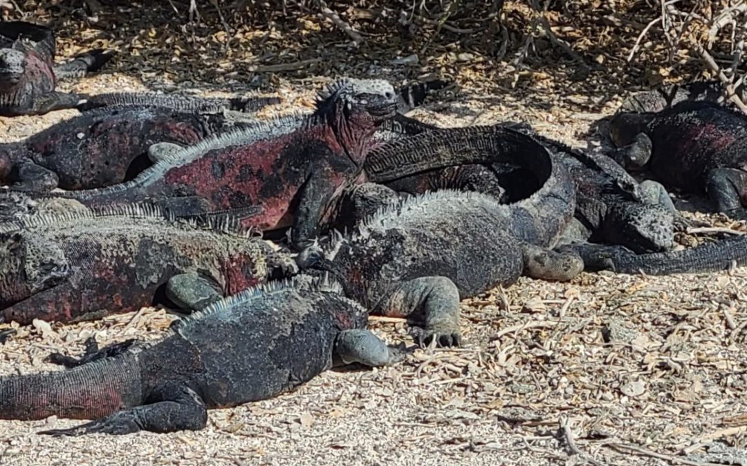Eight marine iguanas are huddled in a group together. The most distinct one has a red body with some black on its back.