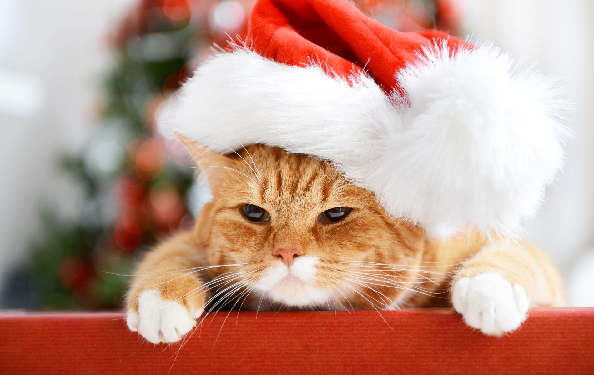 A Cat’s Night Before Christmas Guardian Animal Medical Center