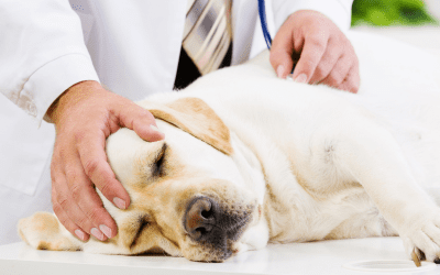 Pet Article: Emergency Care