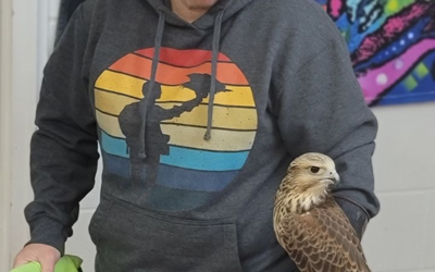 Of Falcons, Quails, and Recovery: A Journey through Unexpected Adventures