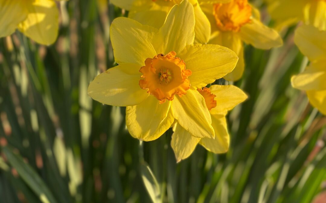 Cultivating Legacies: My Journey with the Daffodil Project in Central Park