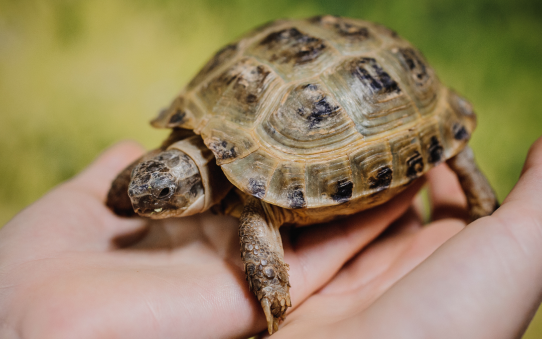 Pet article: The Hidden Lives of Turtles: Rehabilitation and the Importance of Letting Them Be Wild