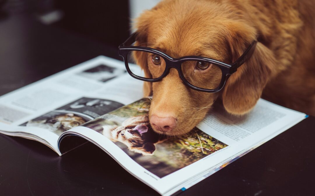 Pet Article: Continuing Education