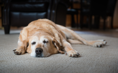 The Waxing and Waning of Grief: A Reflection on Loss in Veterinary Medicine