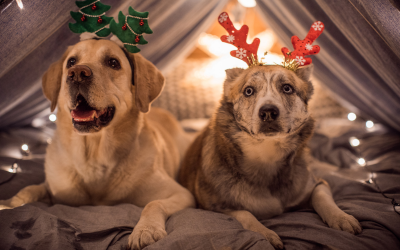 Pet article: Christmas at the Animal ER