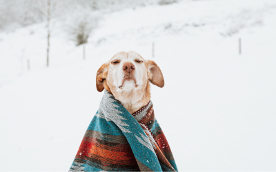 Pet article: Baby, it’s cold outside