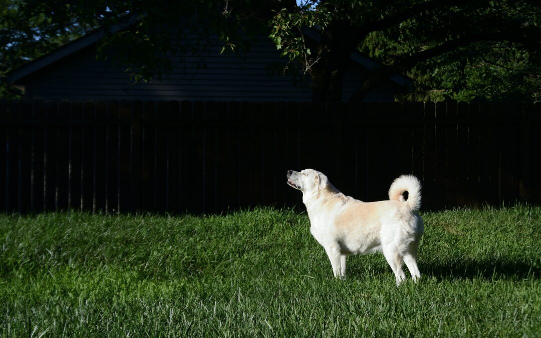Tick-Borne Diseases: A Growing Threat for Pets and People