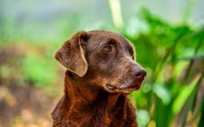 Silent Threats: Understanding Splenic Tumors in Dogs