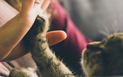 Pet Article: The Healing Power of Animals in Times of Loss
