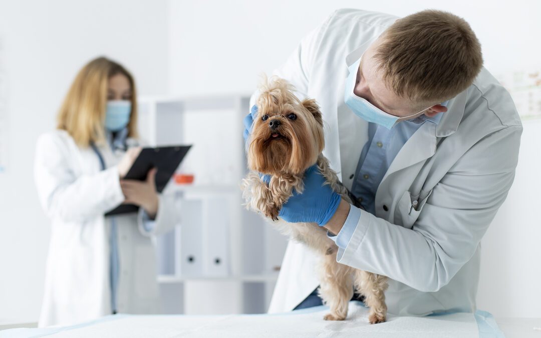 A Weekend in the ER: The Unseen Battles of Veterinary Medicine