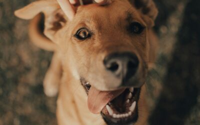 Learning Positivity from Our Dogs: Lessons in Unconditional Joy