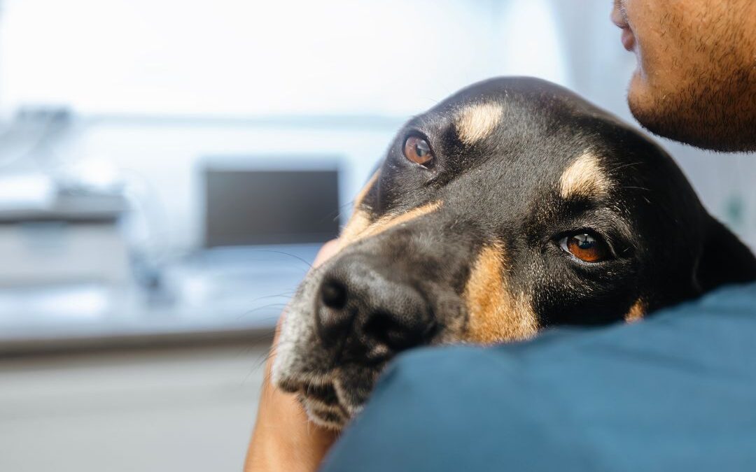 Parvovirus at the ER