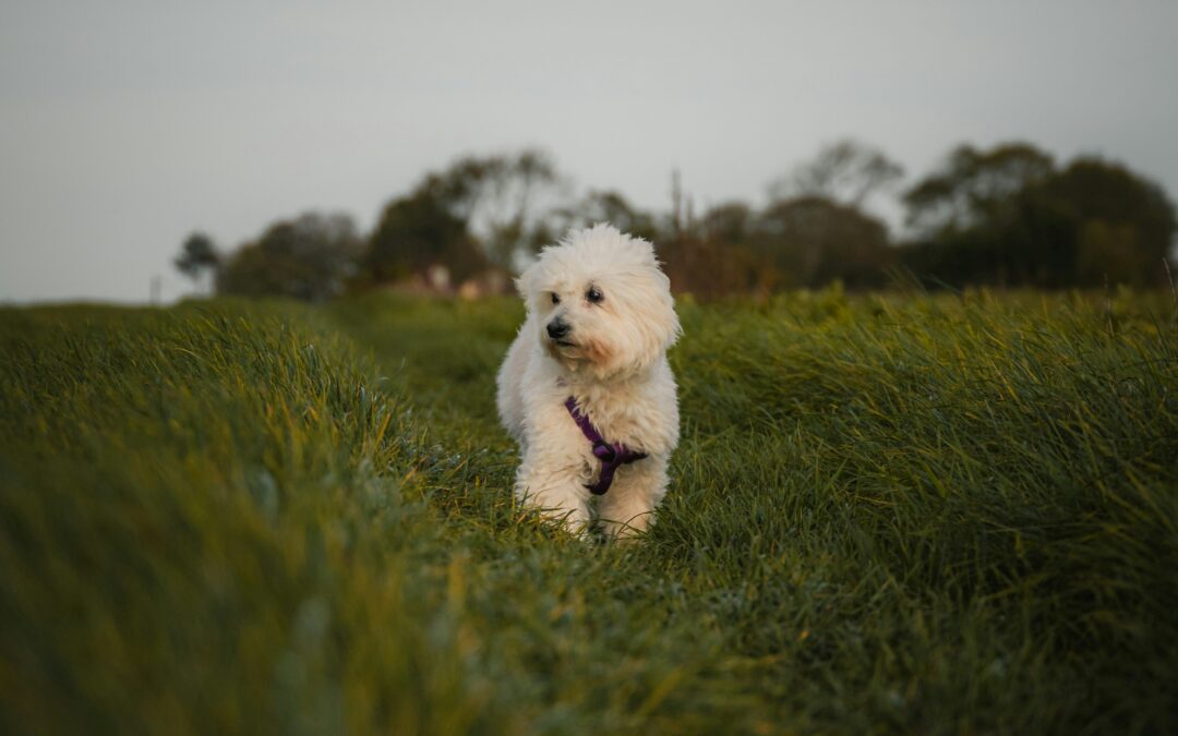 Buffy’s Second Chance: A Little White Dog With A Big Diagnosis