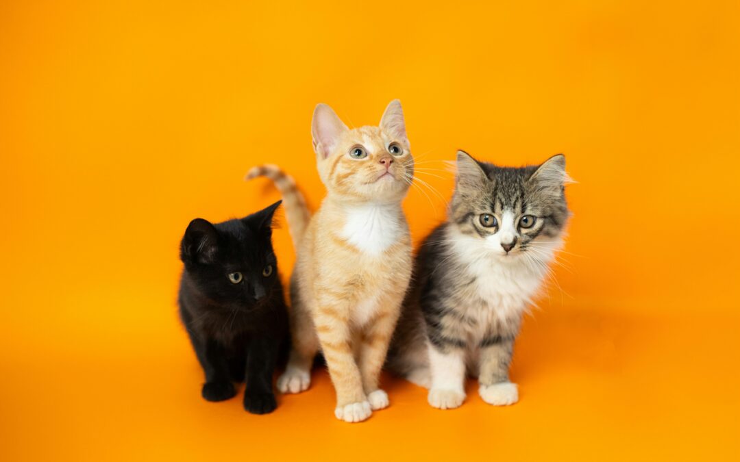 Pets are not great gifts, but we hhhhave lots of kittens